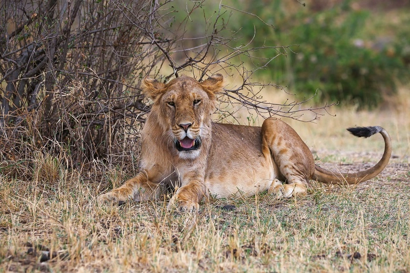 Wildlife Safari