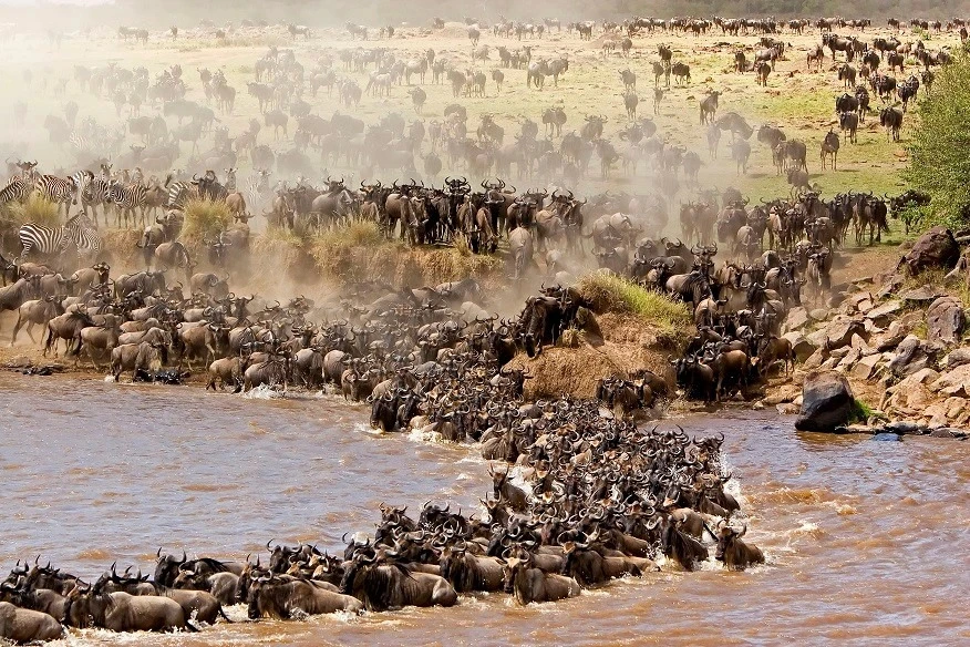 The-Great-Wildebeest-Migration