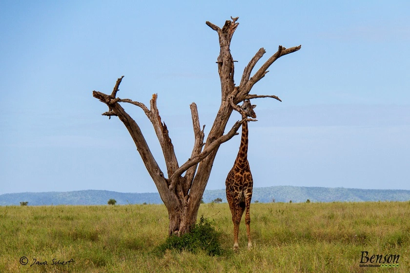 The-Serengeti-Trail-Lake-Manyara-Giraff-under-the-tree