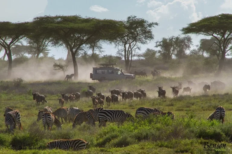 Serengeti Wildebeest Migration