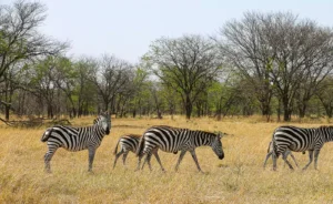 Serengeti Ngorongoro Tarangire Tours