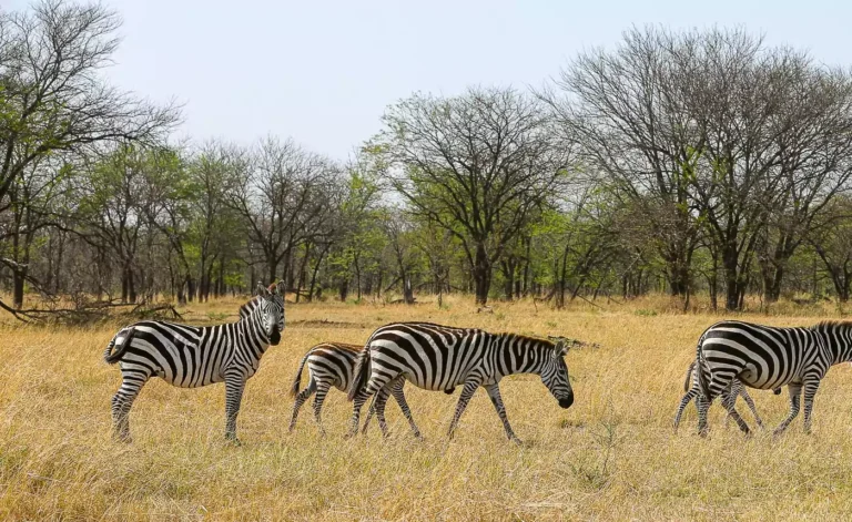 Serengeti Ngorongoro Tarangire Tours