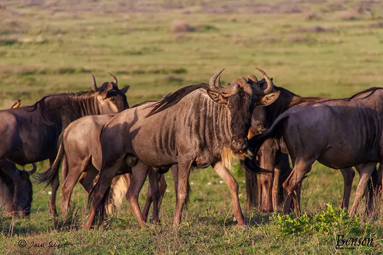5-day Serengeti Safari Tour