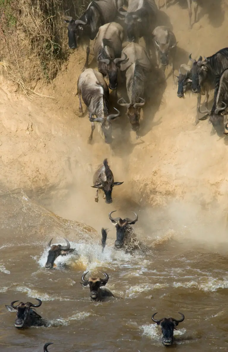 Wildebeest Migration