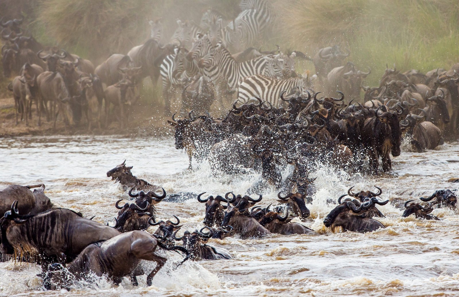 Wildebeests are crossing Mara river. Great Migration.