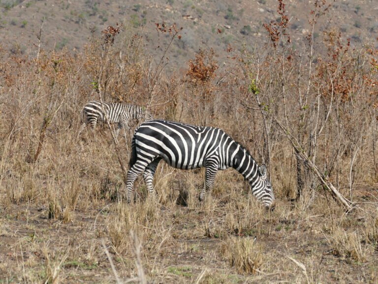Best Time to Go on Safari in Tanzania