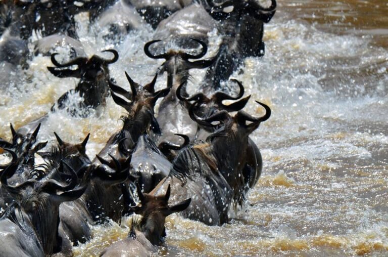 Safaris in Tanzania