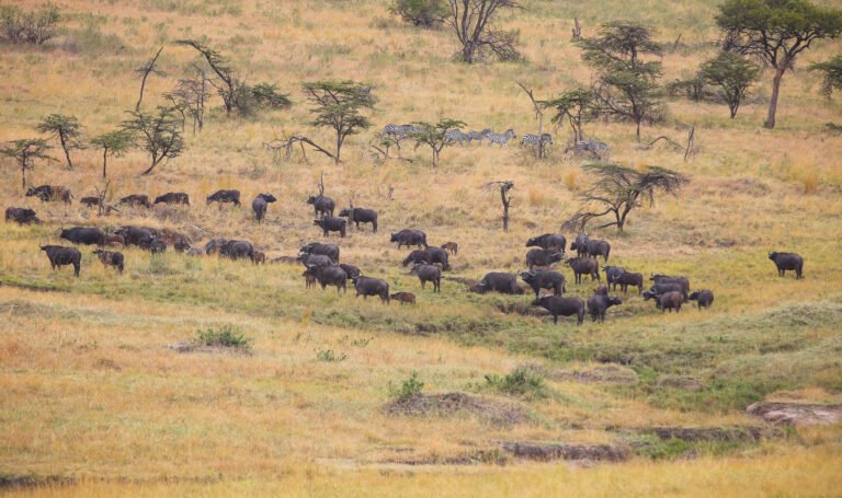 Adventure of the Serengeti Wildebeest