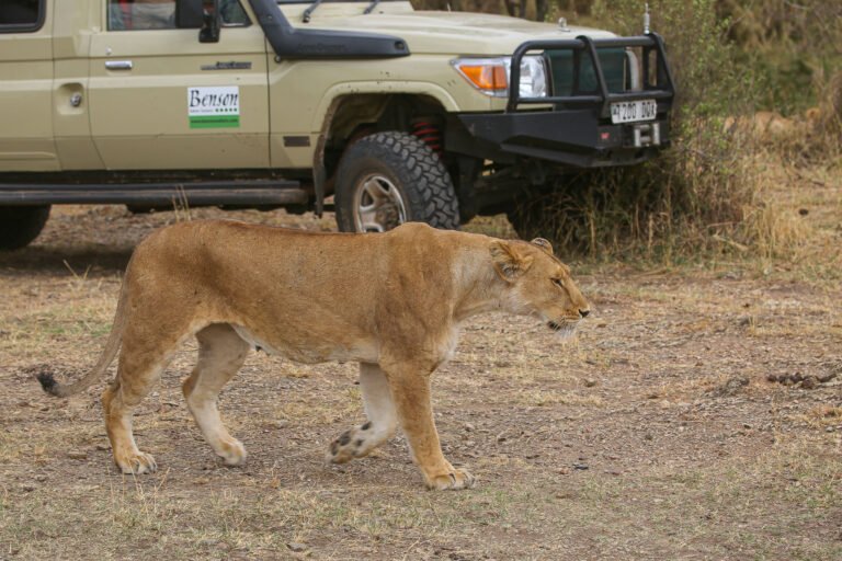 Wildlife in Tanzania