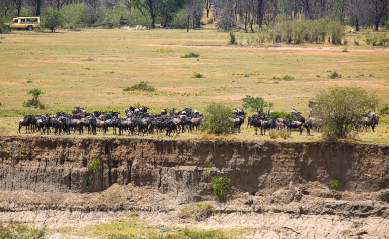 Experience the Great Wildebeest Migration