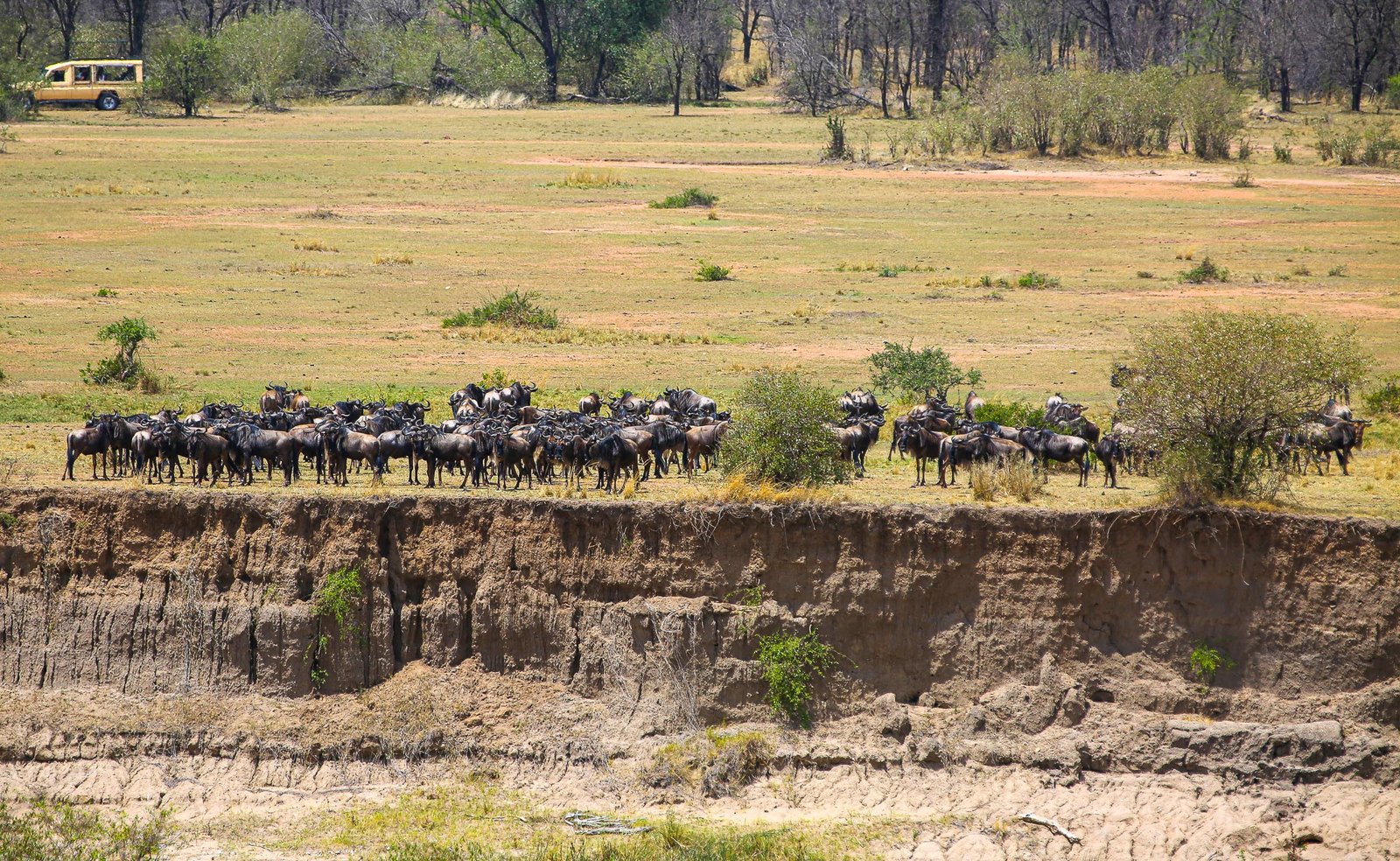 Experience the Great Wildebeest Migration