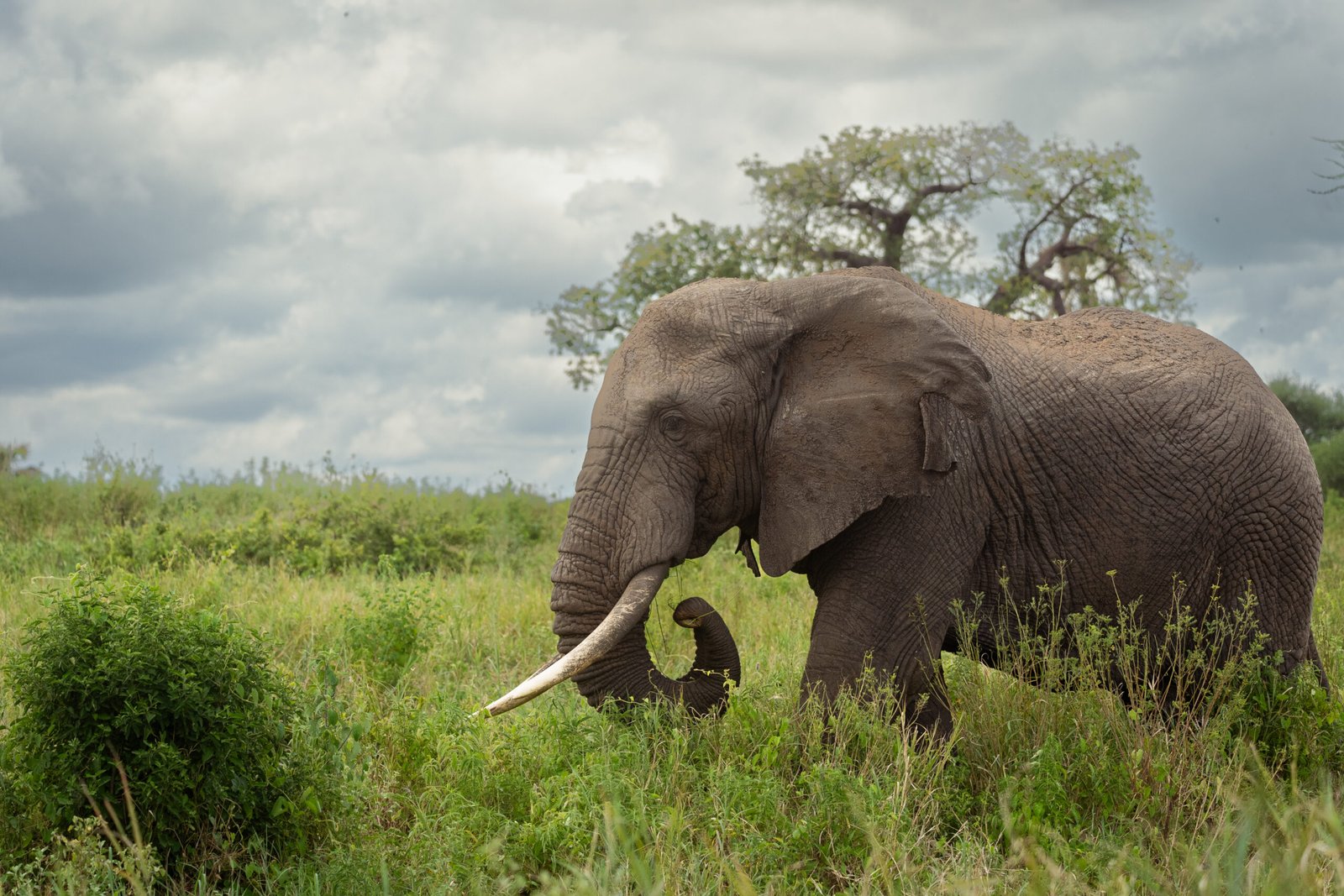 Tarangire PhotosBensonsafaris3..