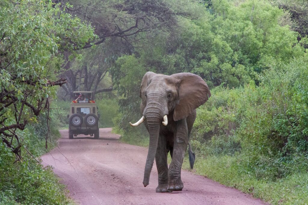 Tanzania Safaris Tours