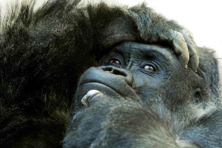 Benson Safaris | Close up of gorilla with expressive face and pose