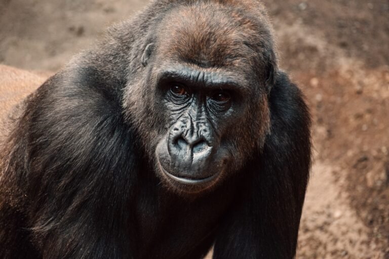 Benson Safaris | Intense gaze of a gorilla captured up close, a poignant moment of silent strength and deep thought