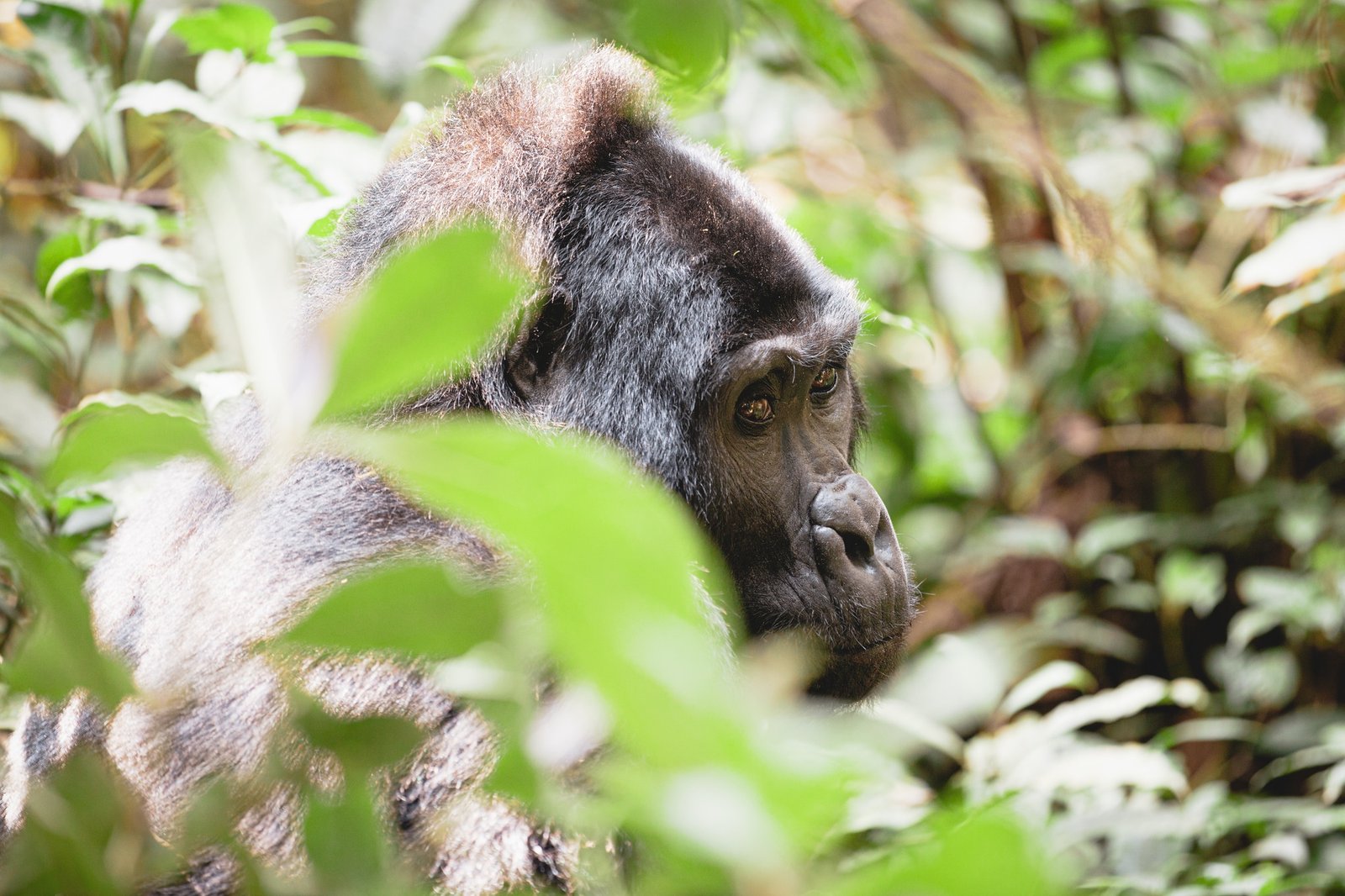 Benson Safaris | Mountain gorilla in Bwindi Impenetrable National Park, Uganda