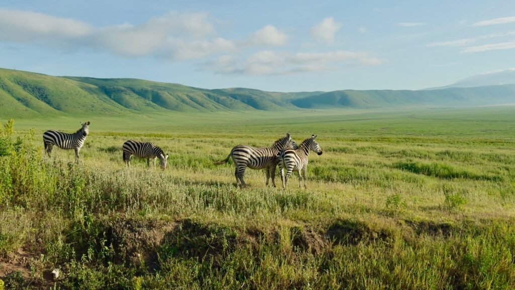 Benson Safaris | Zebras grazing in the lush green plains of Ngorongoro Crater, Tanzania under a clear blue sky