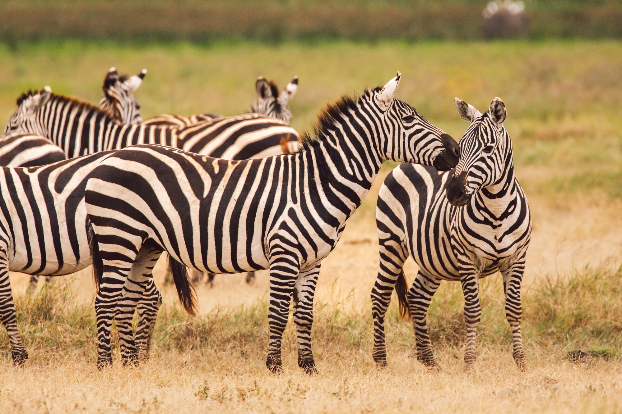 Benson Safaris | Zebras in savannah