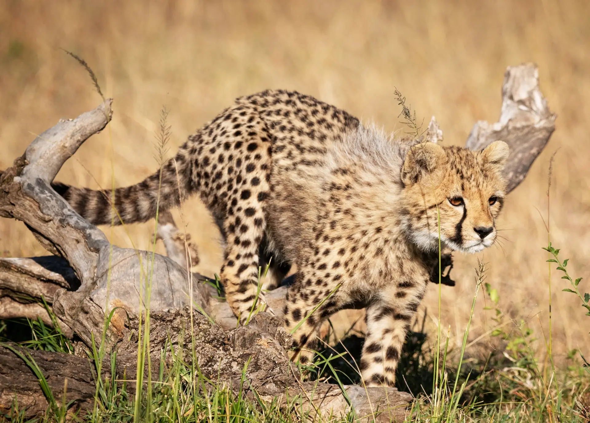 Benson Safaris | A Best wildlife safari in the world