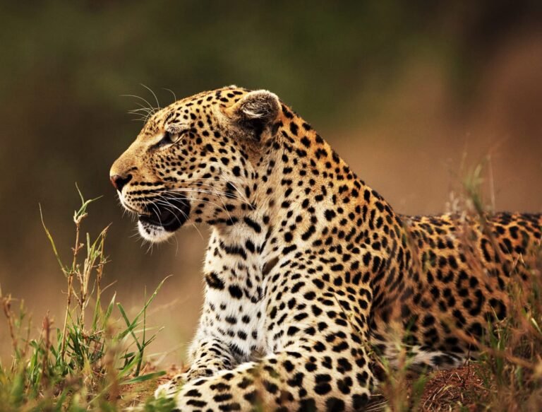 Benson Safaris | A Best wildlife safari in the world
