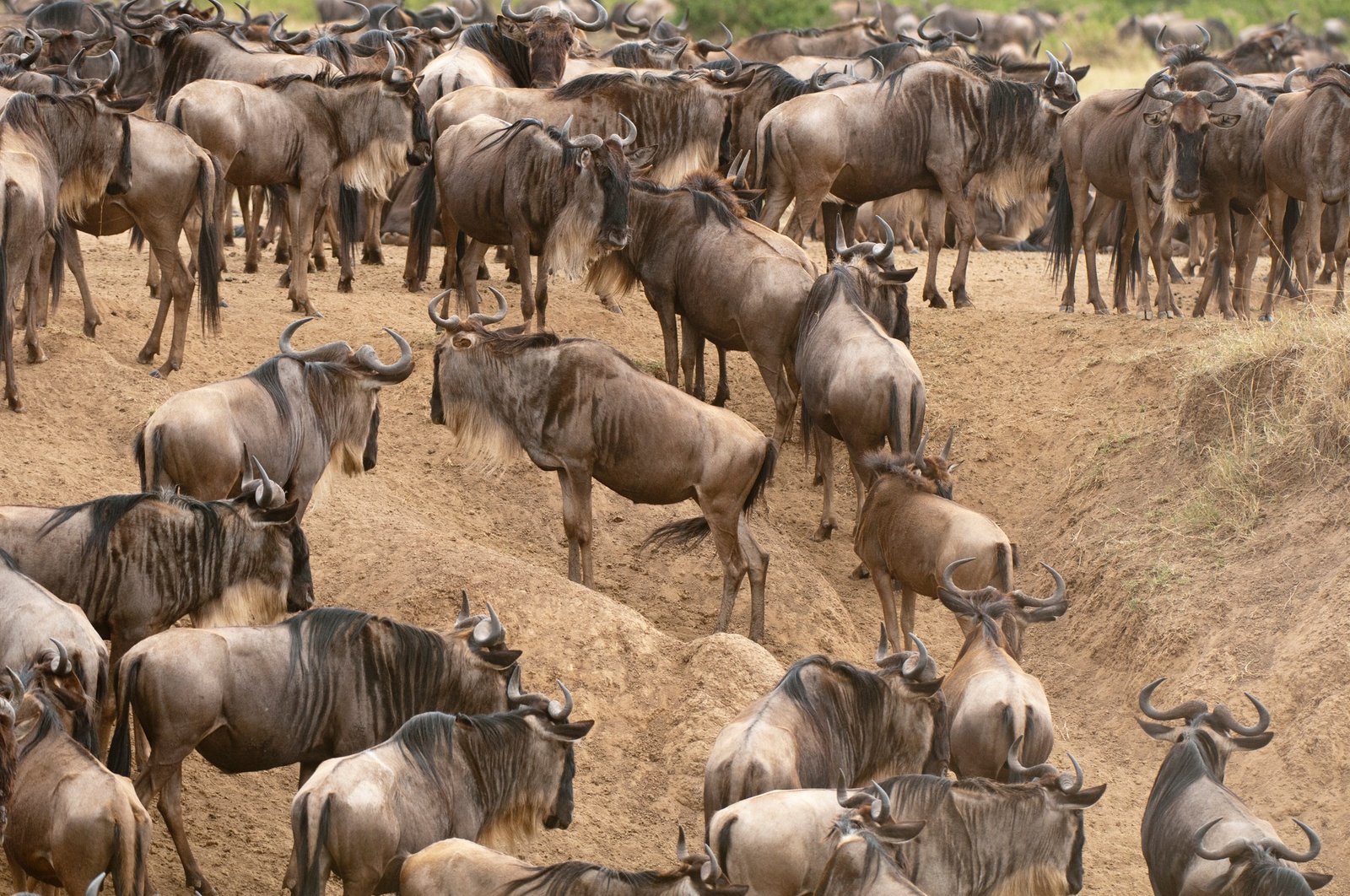 Kenya Safari 2026 -Benson Safaris | A herd of wildebeests traversing the savannah