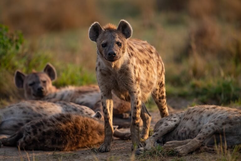 Benson Safaris | A Hyena in Africa