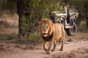 Benson Safaris | A male lion, Panthera leo, walking a long a road with a safari vehicle behind it.