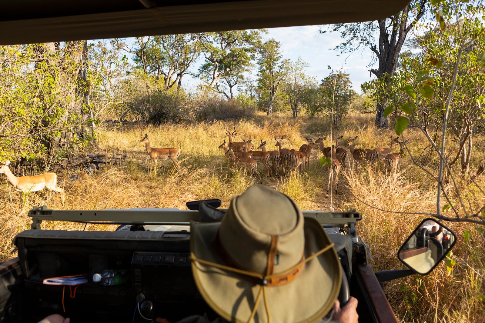 Benson Safaris | A safari guide in a bush hat at the wheel of a jeep watching a small group of impala close by