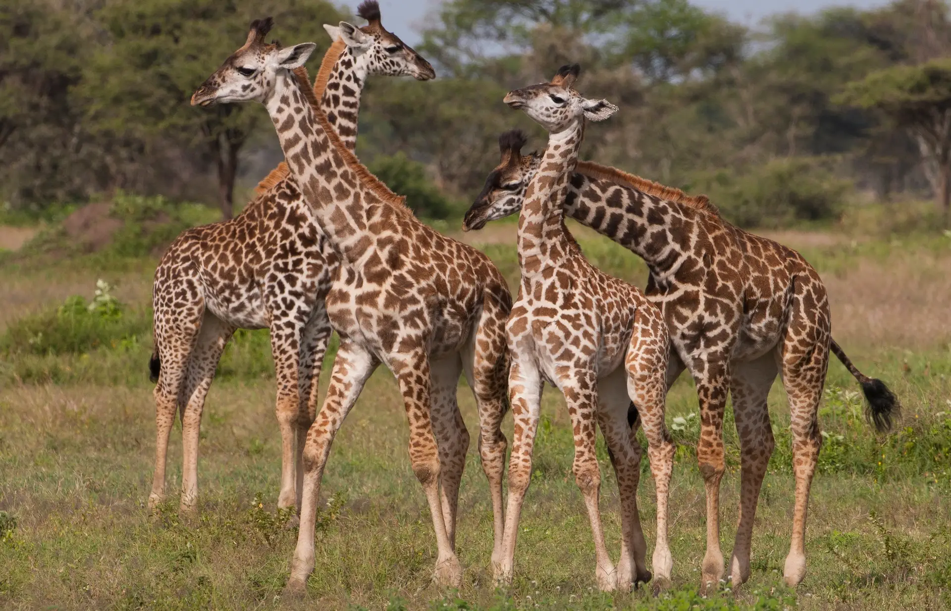 Benson Safaris | A small group of masai giraffe, Serengeti National Park, Tanzania