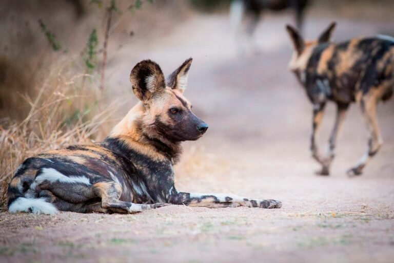 Benson Safaris | A wild dog, Lycaon pictus, lies on the ground, looking away, bloody face, ears perked