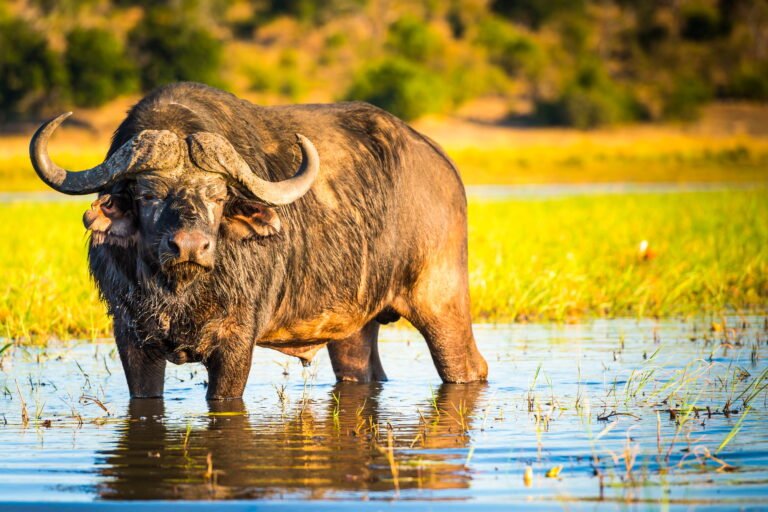 Benson Safaris | African Buffalo