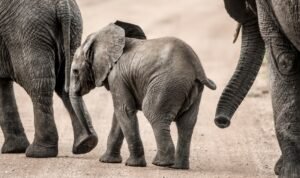 Benson Safaris | Baby Elephant walking, Serengeti, Tanzania