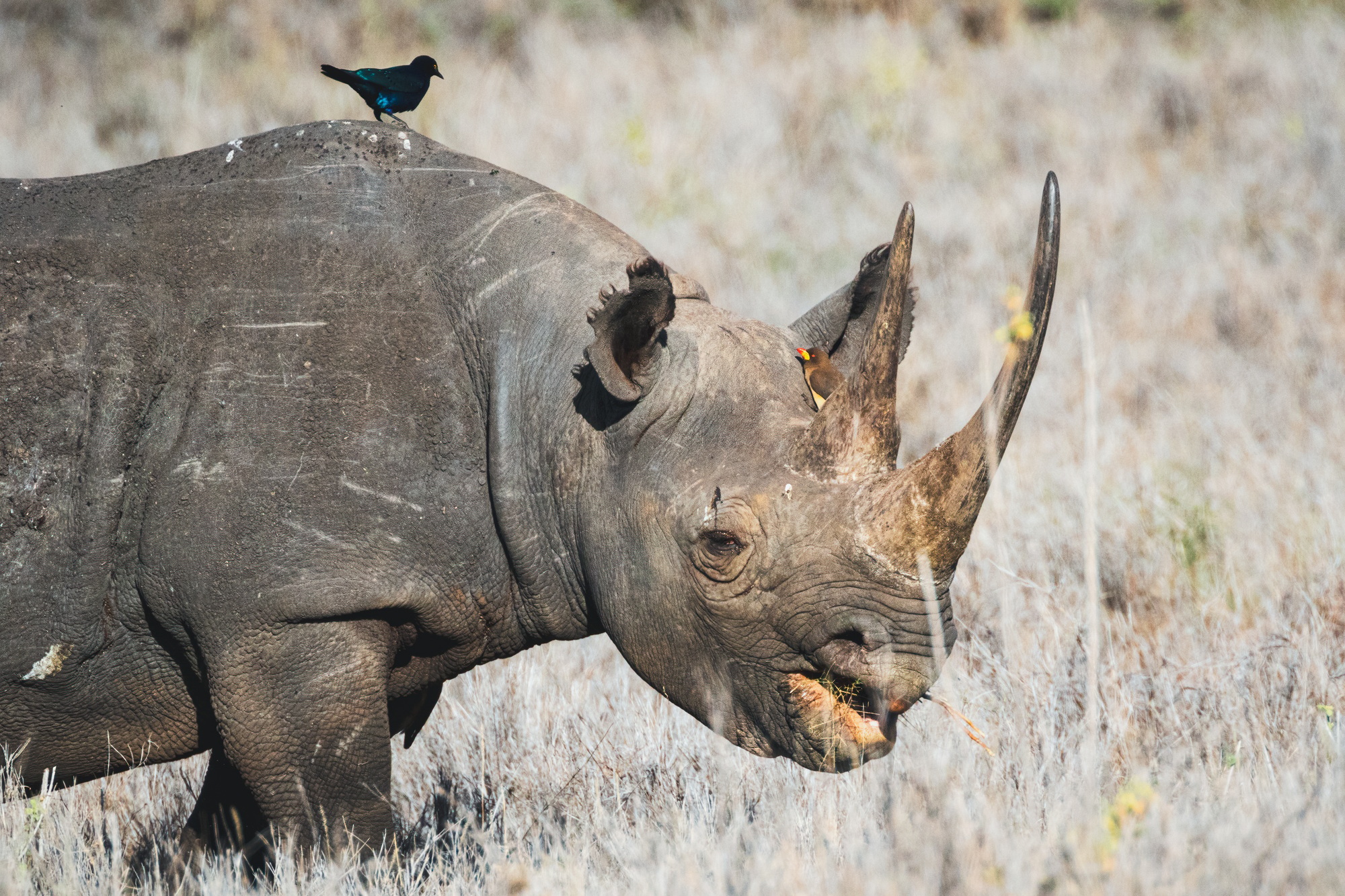 Benson Safaris | Black rhino
