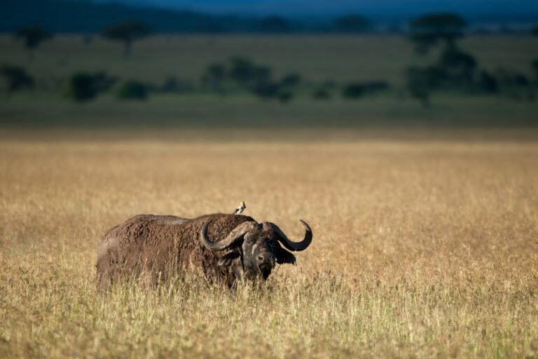 Benson Safaris | Buffalo at the Serengeti National Park, Tanzania, Africa