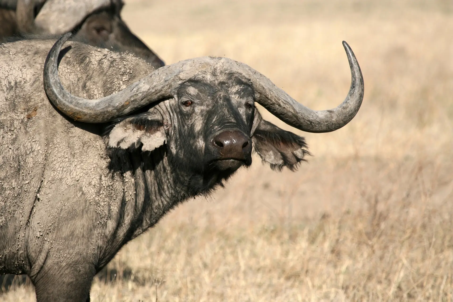 Exploring Tanzania Parks