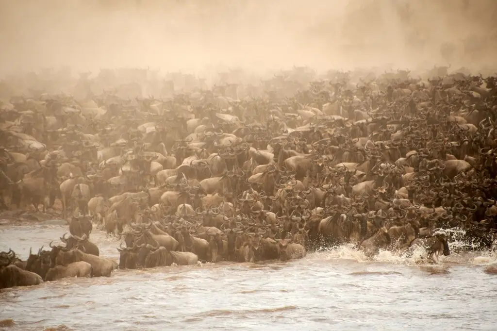 Benson Safaris | Chaotic blue wildebeest antelopes crossing the river