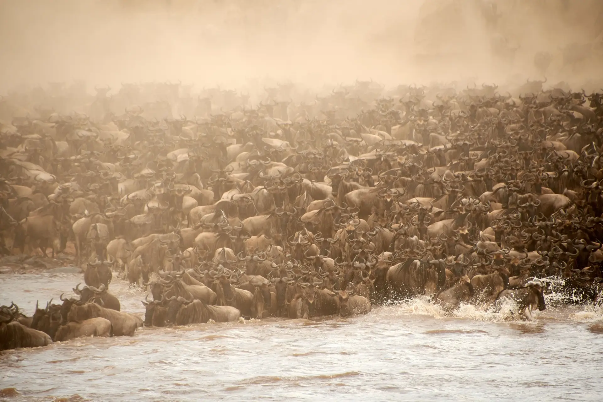 Benson Safaris | Chaotic blue wildebeest antelopes crossing the river