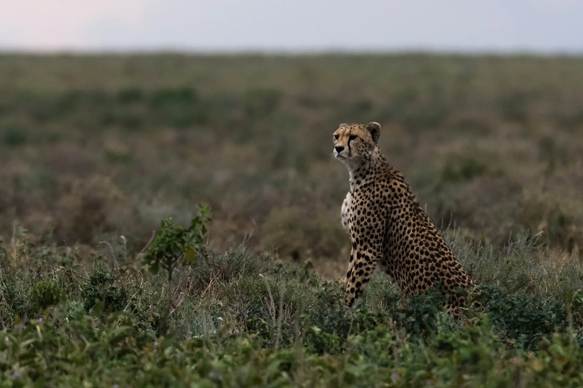 Best Honeymoon Safari Destination
