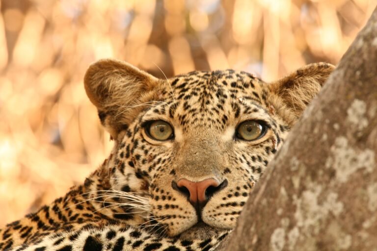 Benson Safaris | Close up portrait of female leopard (Panthera pardus), Selous National Park, Tanzania