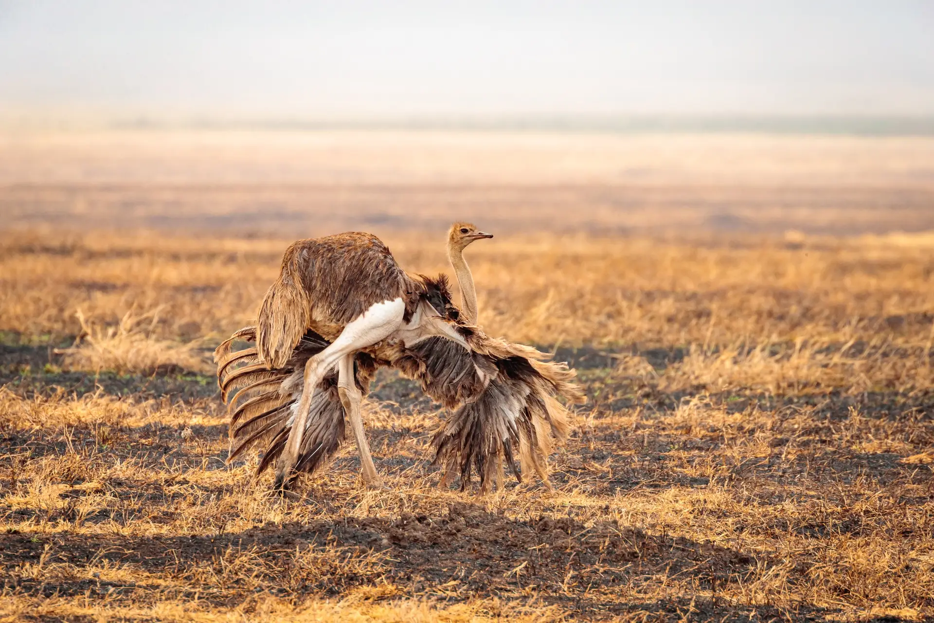 Best Honeymoon Safari Destination