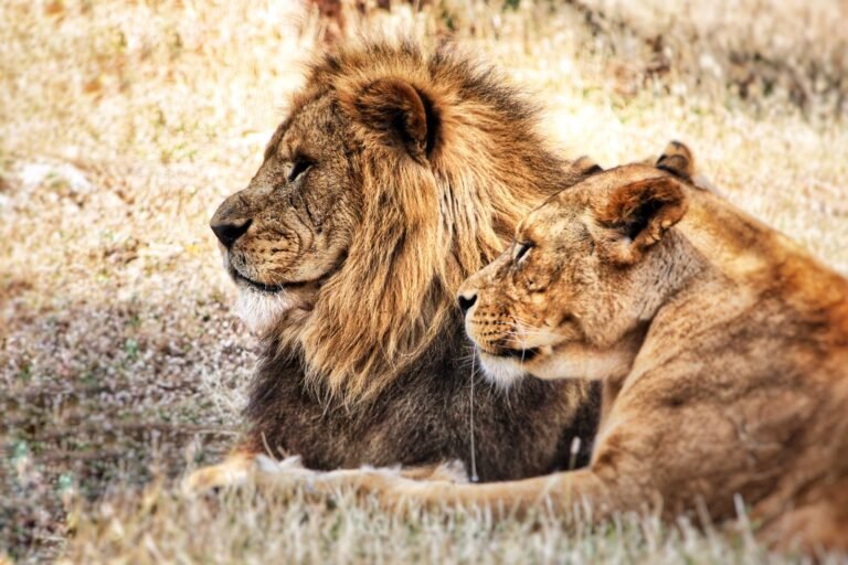 Benson Safaris | Couple of lions, lion and lioness laying in the savannah