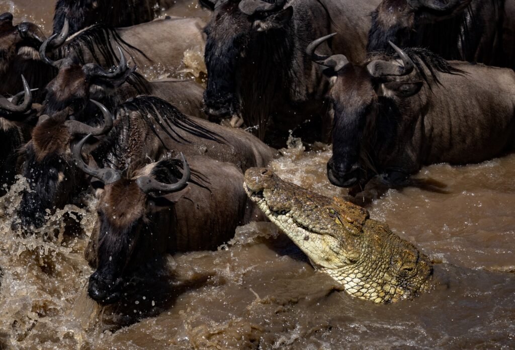 Benson Safaris | Crocodile Chasing Wildebeest in Africa