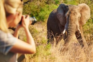 Benson Safaris | Cropped shot of a female tourist taking photographs of elephants while on safari