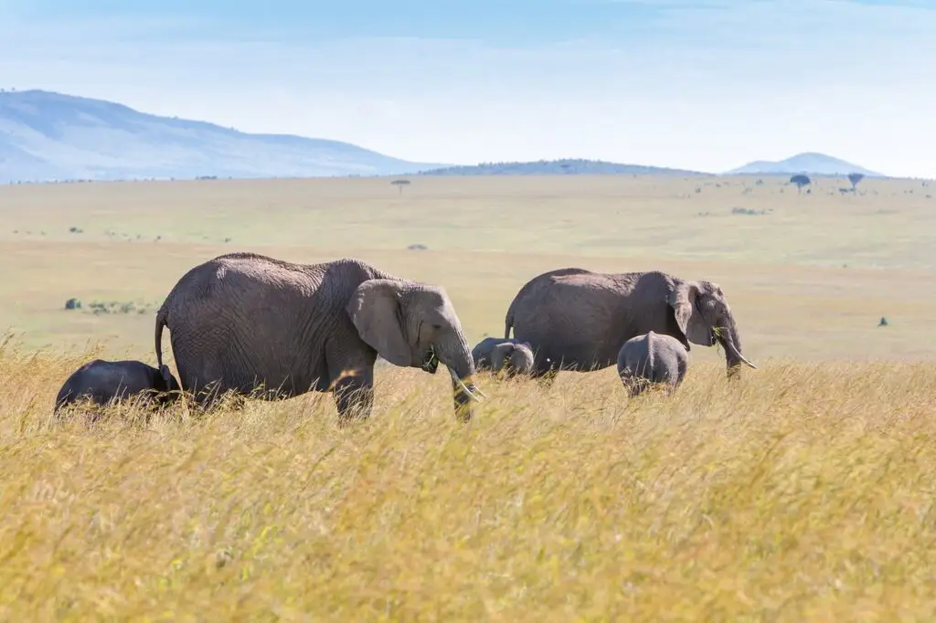 Benson Safaris | elephant family walking in the savanna