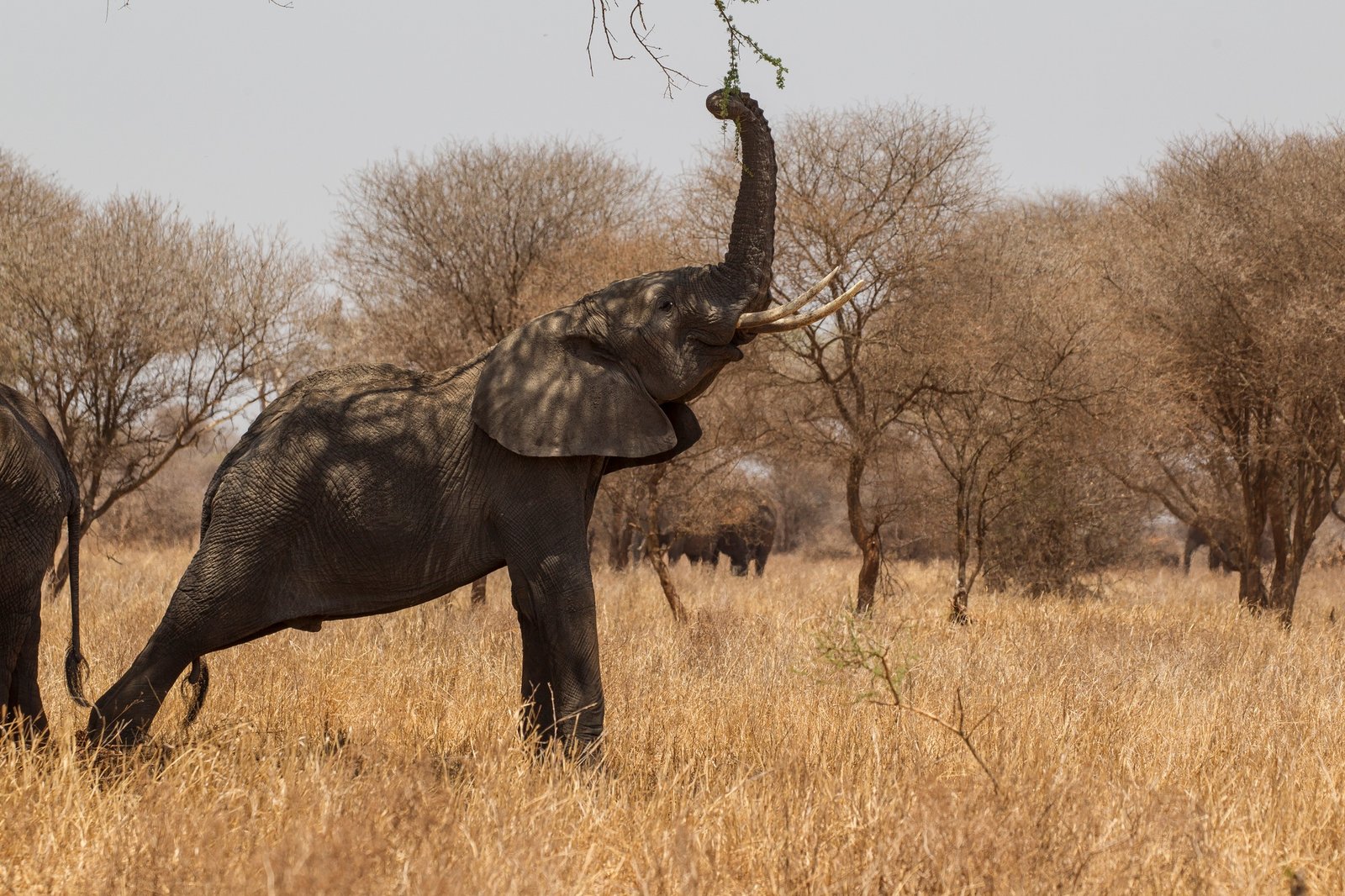 Benson Safaris | Elephant, Loxodonta africana, Tarangire National Park, Tanzania