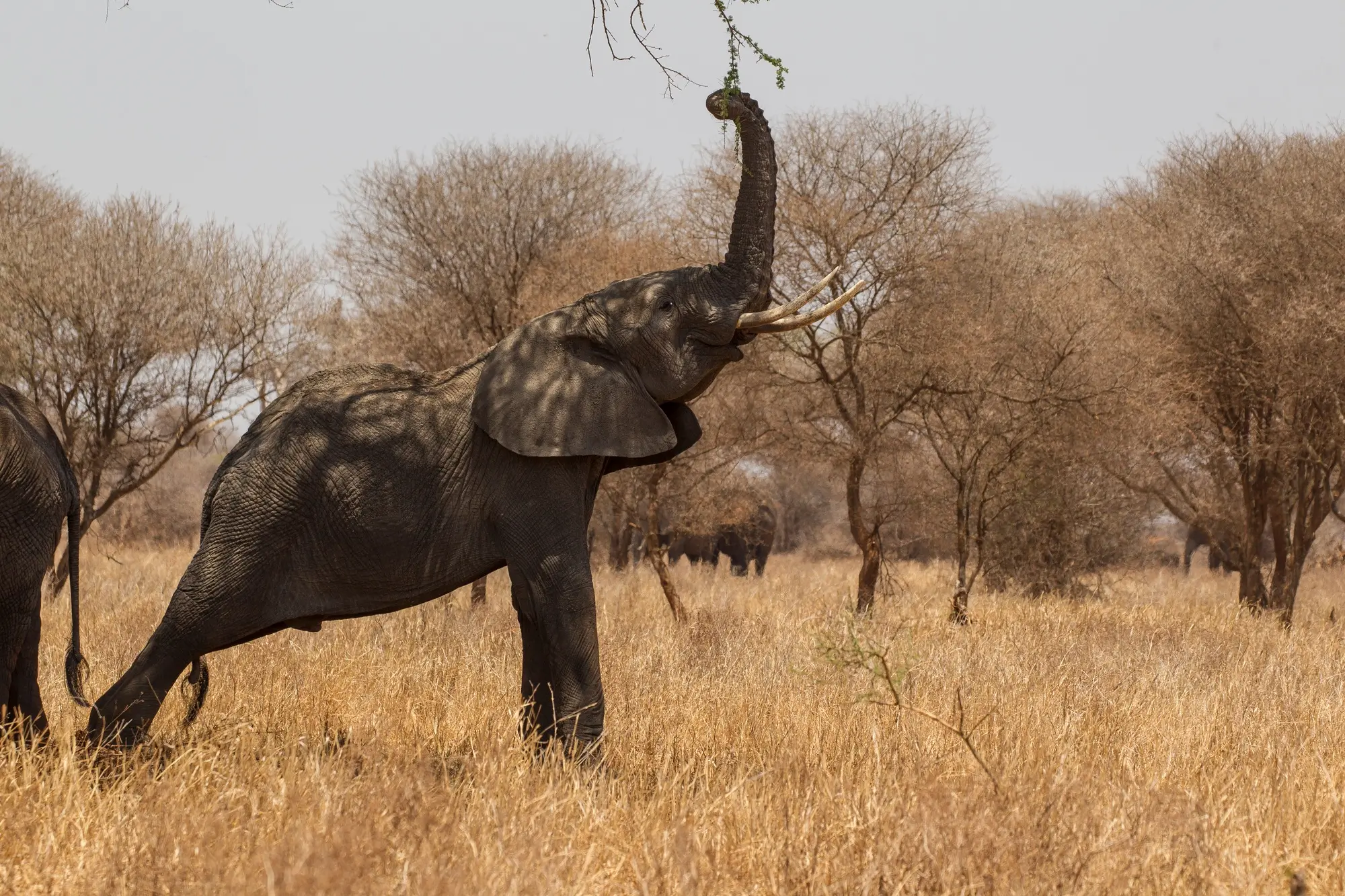 elephant-loxodonta-africana-tarangire-national-park-tanzania