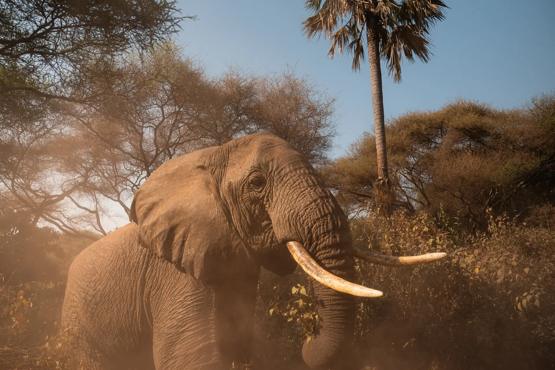Benson Safaris | Elephant walking in the dust of lake manyara national park