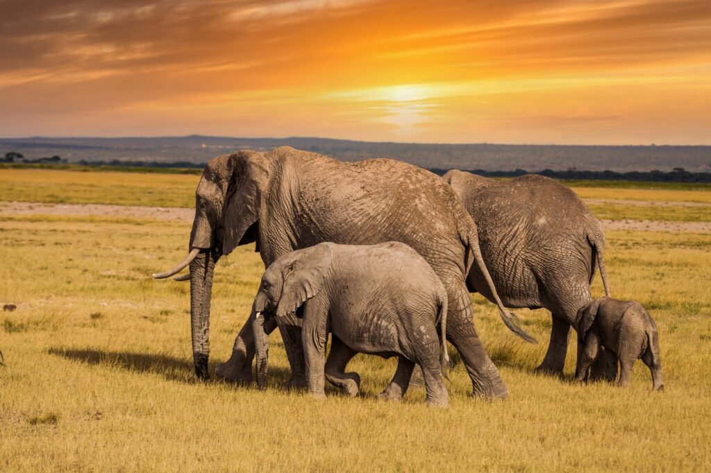 Benson Safaris | Elephants with baby elephants. Kenya National Park. Africa