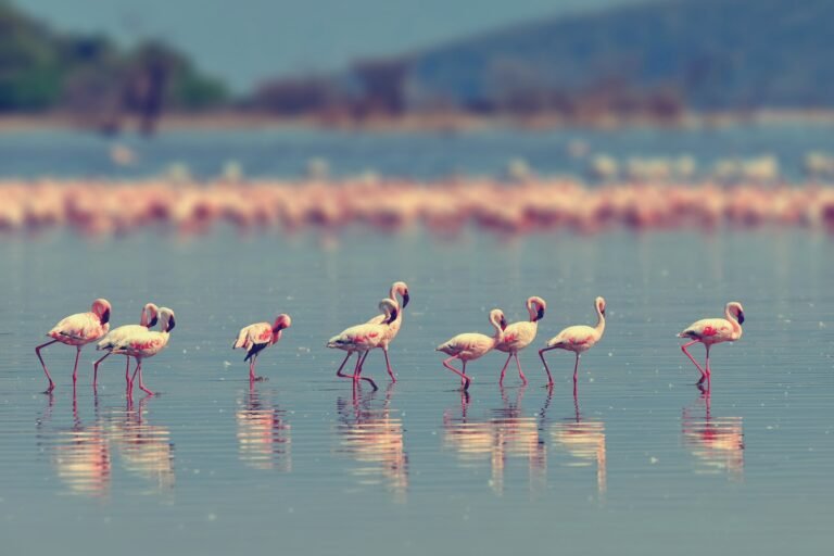 Benson Safaris | Flamingos