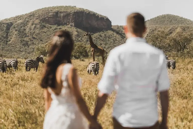 Flock of zebras and giraffe walking in Kenya national park in Africa. Amazing wild life of animals